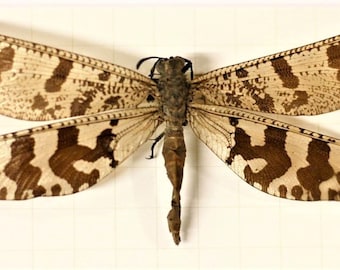 ONE Real Antlion Neuroptera Patiens Madagascar Insect Wings Closed Unmounted dragonfly damselfly