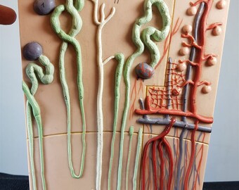Vintage Anatomy Medical Model Wall Art 1950's Original