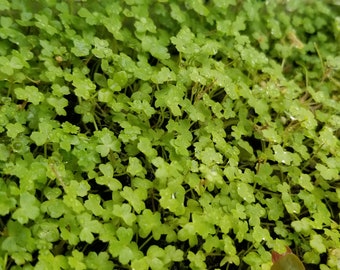 Hydrocotyle Tripartita MIni Rare, Dwarf Pennywort, Freshwater Live Aquarium Plants + FREE see description