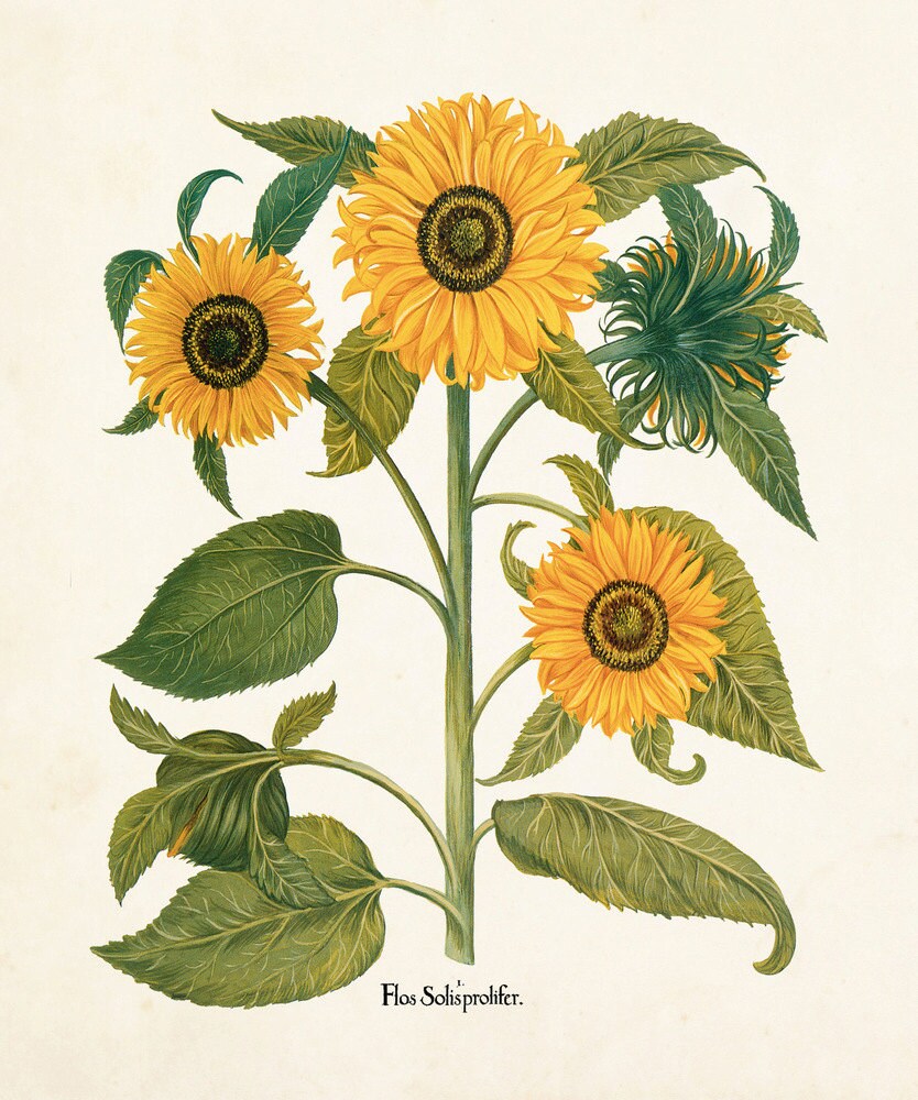 Antique Sunflower Print Set No. 6 Botanical Print Botanical