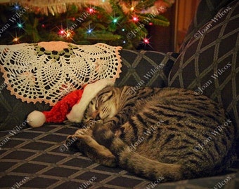 Sleeping Santa Daisy Kitty Cat Kitten Fine Art Photography Print Fine Art Photography Original Photo Print