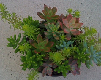 DIY Terrarium, Dish Garden