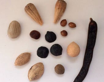 Drift seeds - Drift fruit - sample assortment - 15 Hawaiian treasures - Natural Sea Beans - Surf tumbled - Hawaiian seeds - Drift fruit