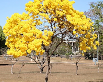Tabebuia Chrysotricha 15/100/500 Seeds, Golden Trumpet Flowering Tree, Garden Landscape Ornamental