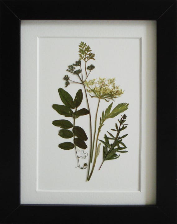 Framed botanical print Pressed flowers Modern wall art Dry