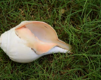 Conch , Sea Shell, Shankh, Conch Shell, Natural Conch, Sea Shell Beach Home Decor, Ocean Shell, Left Hand Conch