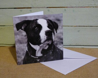 Staffordshire Bull Terrier