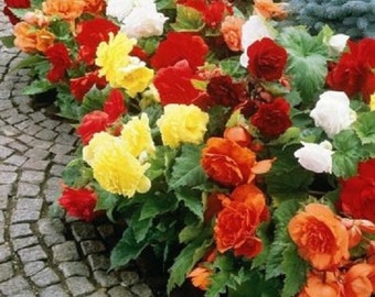 30+ Begonia Mix / Shade Loving Flower Seeds