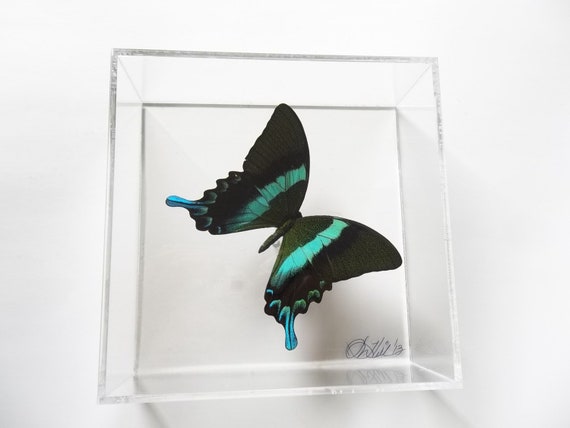 Blue Tips 7x7 butterfly