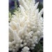 25+ White Astilbe / Perennial Flower Seeds