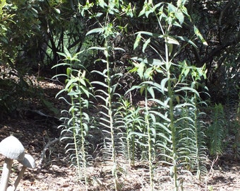 Euphorbia lathyris "Gopher Spurge" 25 Seeds A5EL25