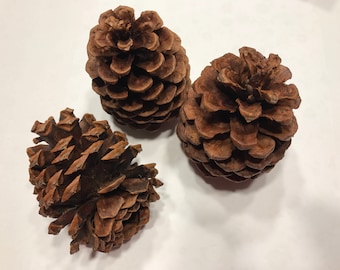 3 large natural pine cones, on avarage 3 - 4 inch