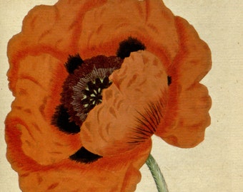 Wall art, Botanical prints, Flower art, 57