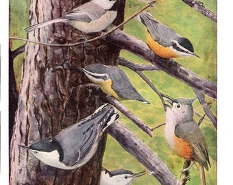 Vintage Bird Print by Louis Agassiz Fuertes