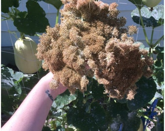 NW Eskimo Carrot Seeds