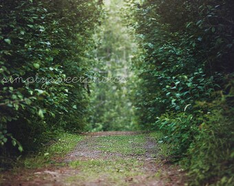 Digital Background Path Through Trees