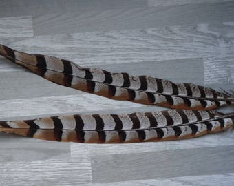 Rare 2 pheasant feathers revered natural