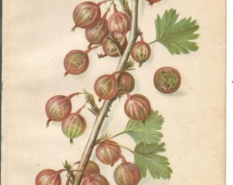 Antique Carrie Gooseberry Dept. of Agriculture Book Plate 1909