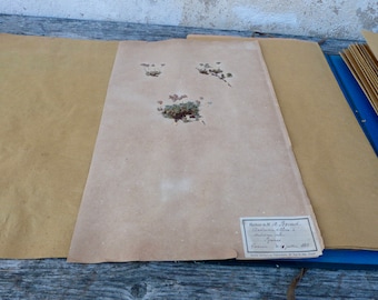 Antique-1887-1889-French-herbarium Androsace villosa L