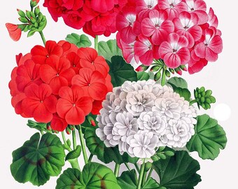 antique french botanical print pelargonium geranium medicinal plants illustration DIGITAL DOWNLOAD