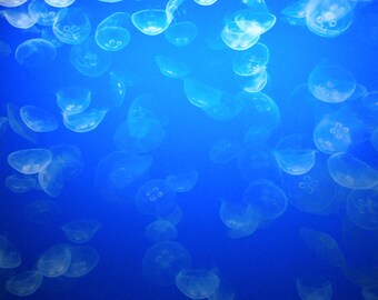 Moon Jellies - Monterey - California - Monterey Aquarium - 8x10