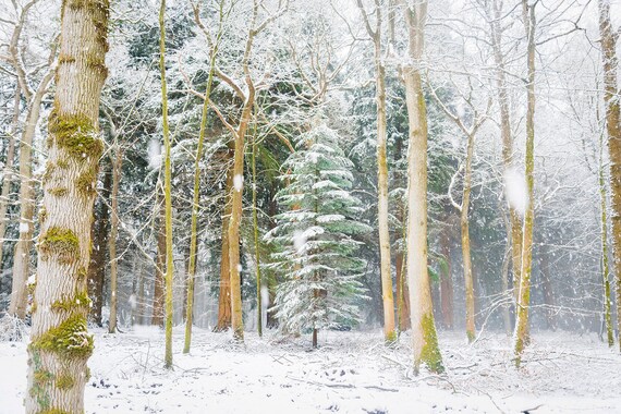 SNOW TREES. Christmas Prints, Winter Print, Snowy Forest, New Forest Prints, Dorset Prints, Christmas Tree Print