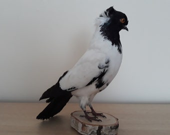 Taxidermy Fancy Pigeon