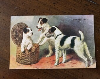 Vintage Fox Terrier dog postcard wirehaired fox terrier