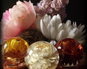 Natural History Display-Strawflower Specimen SP2
