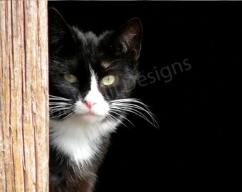 Barn Cat 1, 8 x 10 Limited Edition Print