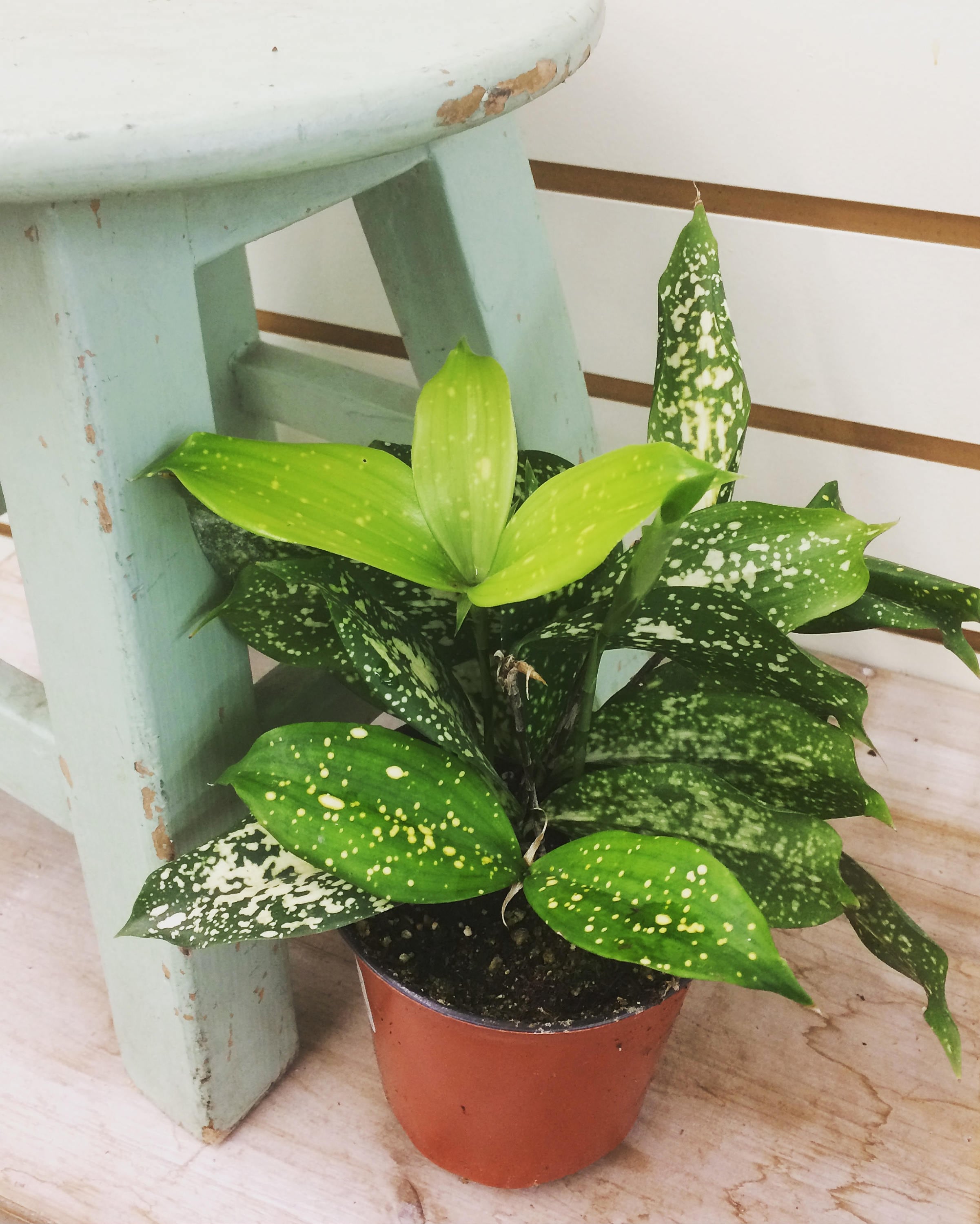 Gold-dust Dracaena (Dracaena godseffiana) Plants, Dracaena, Indoor herb garden