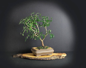 Chinese Pepper bonsai tree, Rare Flora Collection" from LiveBonsaiTree