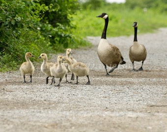 Duck Geese Photograph Print