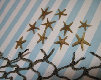 10 Tiny Starfish - Tampa Bay Sea Stars