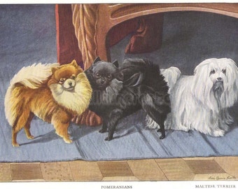 1919 Print Pomeranians and Maltese Terrier by Louis Agassiz Fuertes