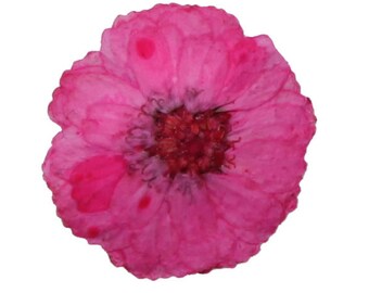 Pressed flowers, small pink chrysanthemum 20pcs, floral art, craft, card making, jewellery making