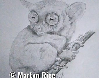 Phillipine Tarsier sketch, Framed