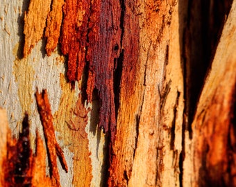 Abstract wall art, raw wood, wood print, tree photo, nature photography, macro print, micro print, minimalist art, print photo, modern print