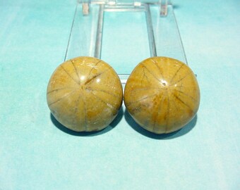 Pair Fossil Sand Dollar, Sea Urchin, Polished Cabs, Madagascar Collectible Jewelry Supply 20mm 16T151 M