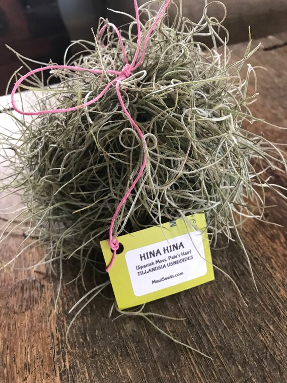 Tillandsia usneoides/Air Plant/Live Easter Grass/HINAHINA/'Pele's Hair'/LEI making/Moss/Crafts