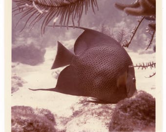 vintage photo 1970 Aquarium Color Snapshot Flat sunfish Fish