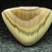 Royal Imperial jasper freeform cabochon