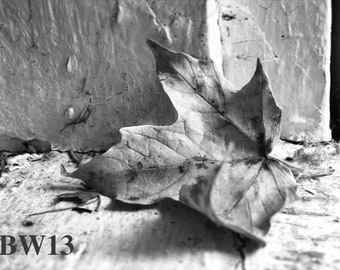 Leaf Series- Black and White Photographs