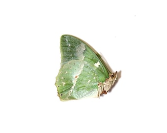 Ornate Green Charaxes (Charaxes subornatus) Dried Butterfly Specimen