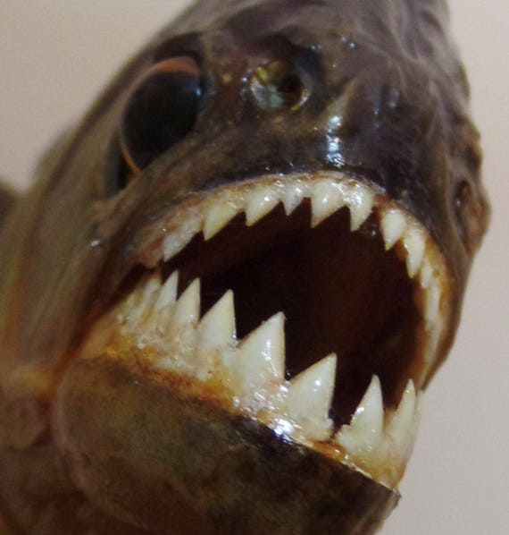 Real Piranha Fish Taxidermy 6 Mounted Piranha Fish.