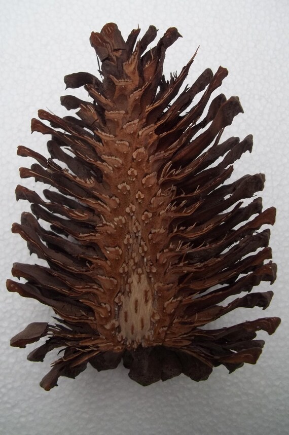 Cut Pine Cone Halves Slices or Bottoms Three Sizes For