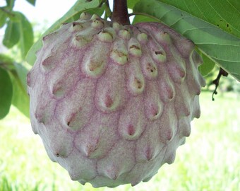 Illama - Annona diversifolia - 3 Gallon Pot Size