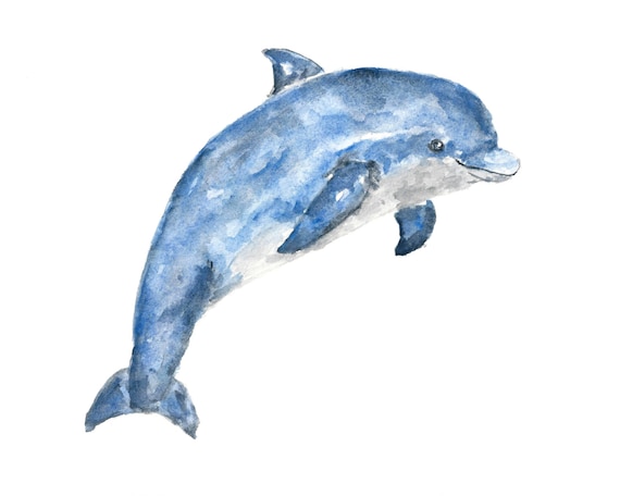 animal watercolor animals watercolor dolphin
