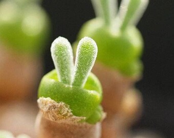 100 seeds/pack succulents seeds rabbit shape seeds Monilaria obconica bunny seeds
