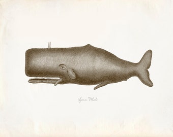 Vintage Sperm Whale Print 8x10 P224